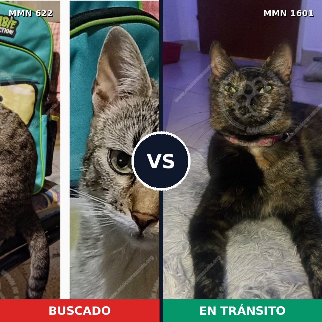 Comparativa MMS 32826: mascota perdida y mascota encontrada, 28% de similitud