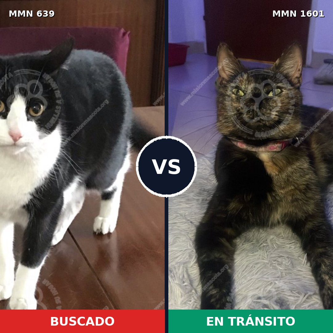 Comparativa MMS 32827: mascota perdida y mascota encontrada, 51% de similitud
