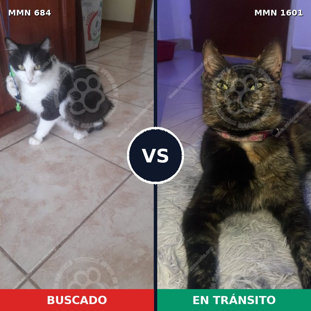 Comparativa MMS 32828: mascota perdida y mascota encontrada, 41% de similitud