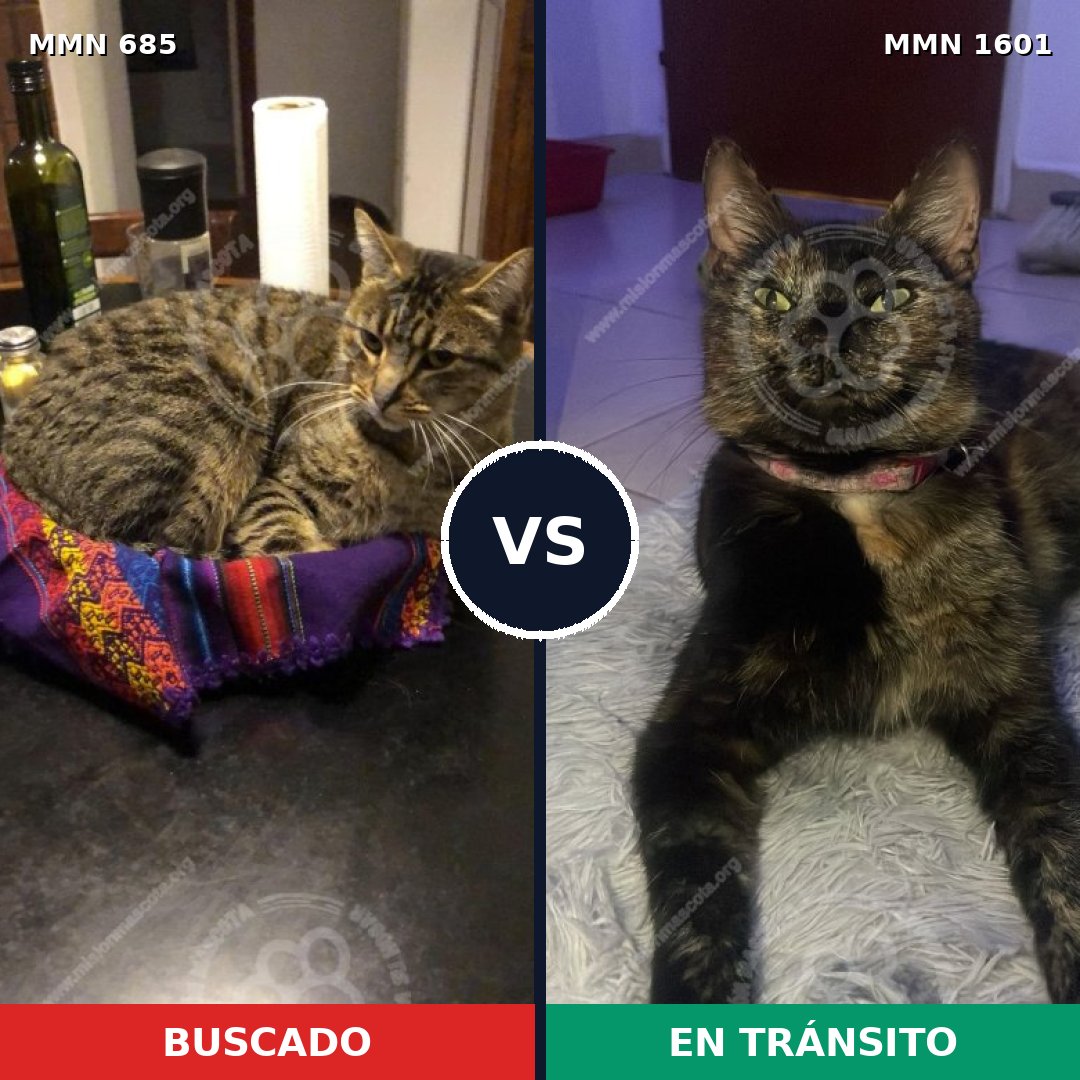 Comparativa MMS 32829: mascota perdida y mascota encontrada, 33% de similitud