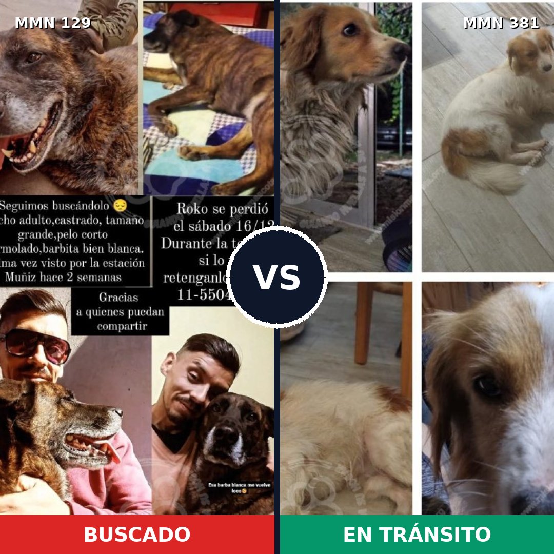 Comparativa MMS 3283: mascota perdida y mascota encontrada, 6% de similitud
