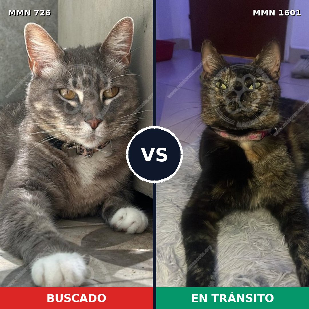 Comparativa MMS 32830: mascota perdida y mascota encontrada, 41% de similitud