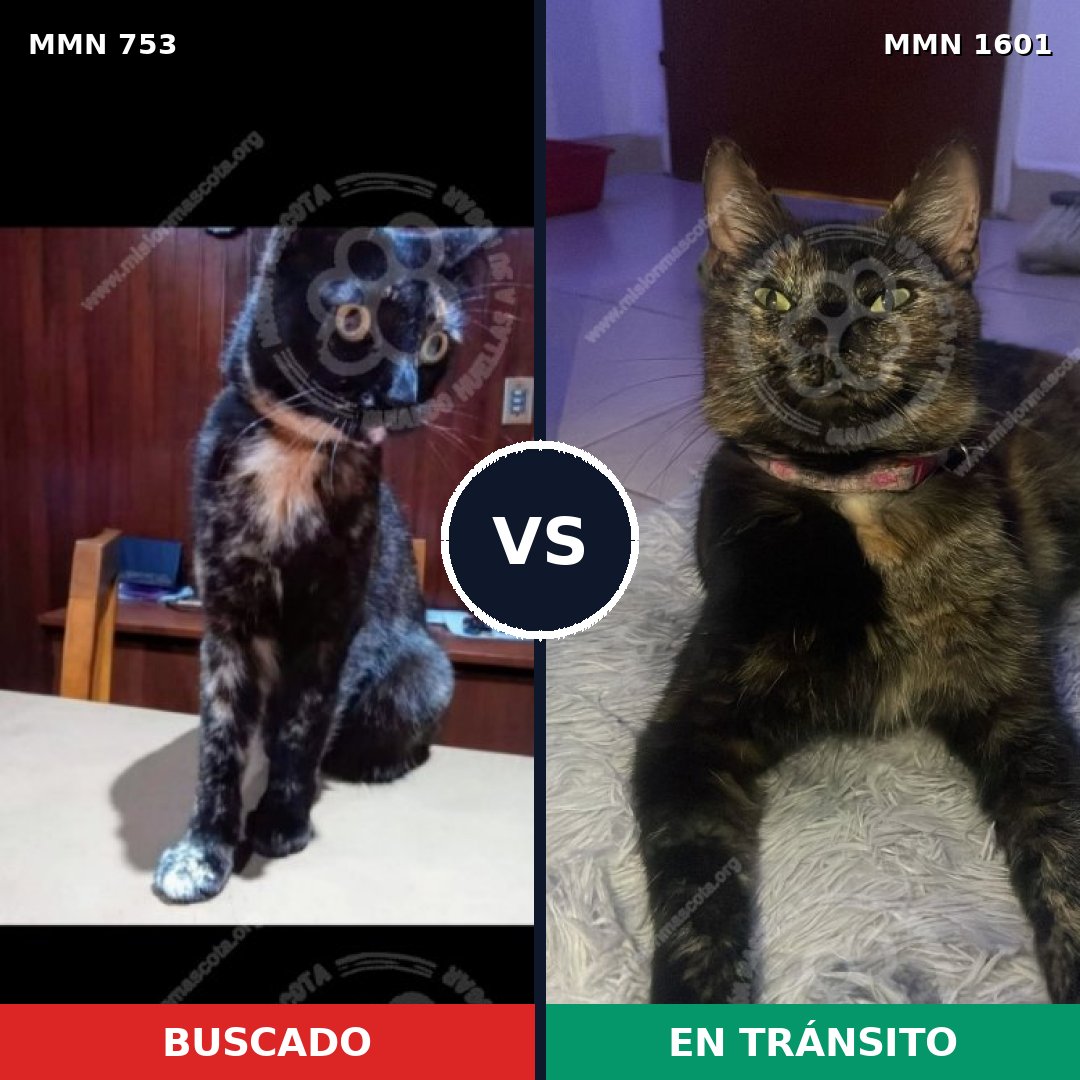 Comparativa MMS 32831: mascota perdida y mascota encontrada, 49% de similitud