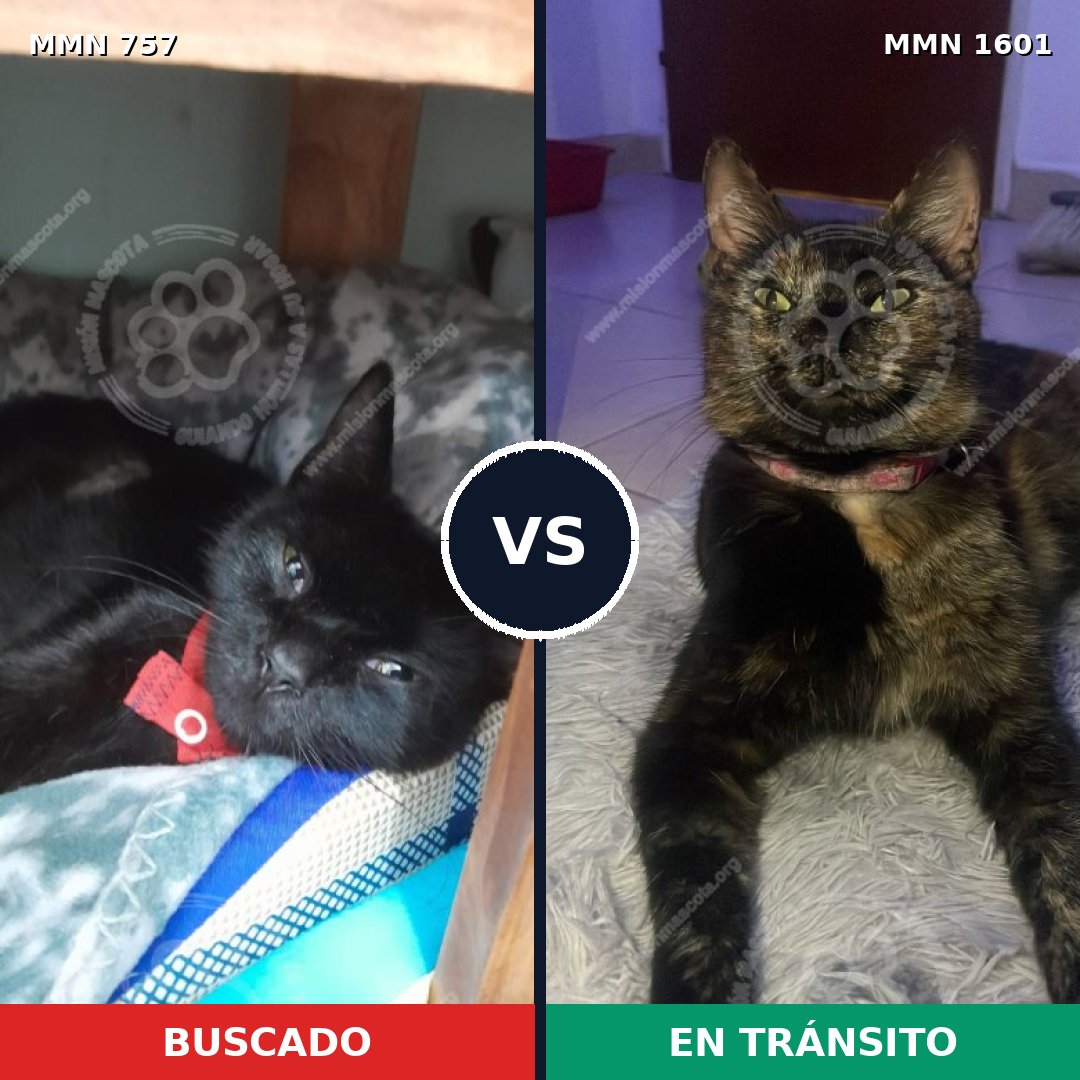 Comparativa MMS 32832: mascota perdida y mascota encontrada, 40% de similitud