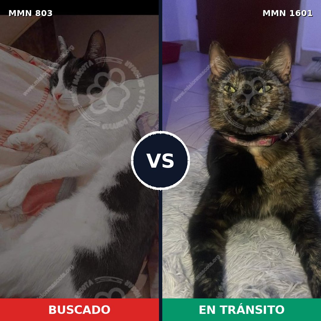Comparativa MMS 32833: mascota perdida y mascota encontrada, 45% de similitud