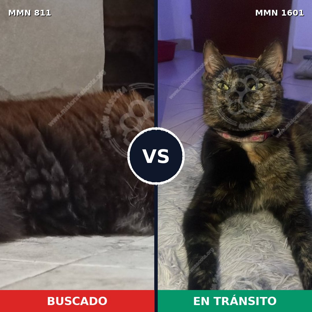 Comparativa MMS 32834: mascota perdida y mascota encontrada, 37% de similitud