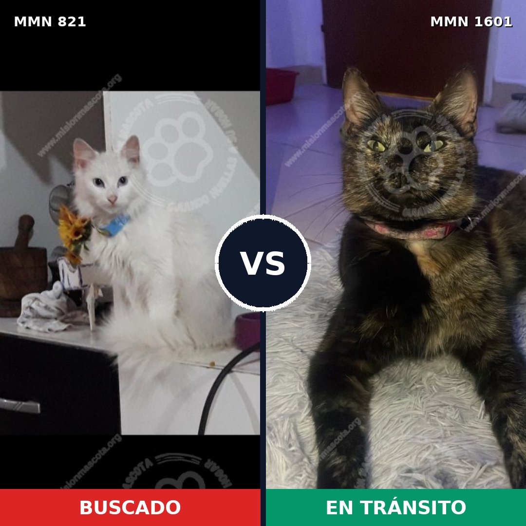 Comparativa MMS 32835: mascota perdida y mascota encontrada, 40% de similitud