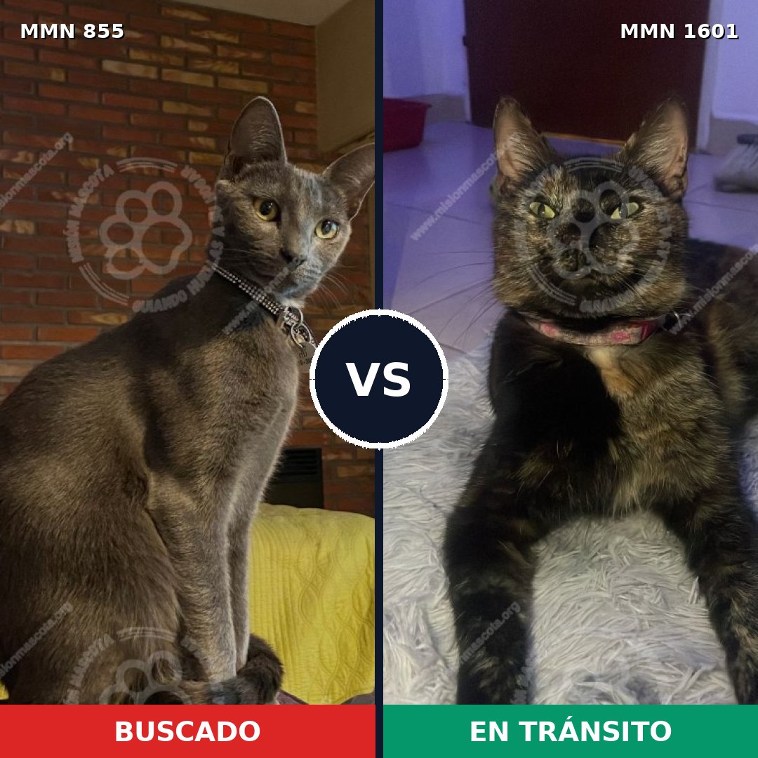 Comparativa MMS 32836: mascota perdida y mascota encontrada, 44% de similitud