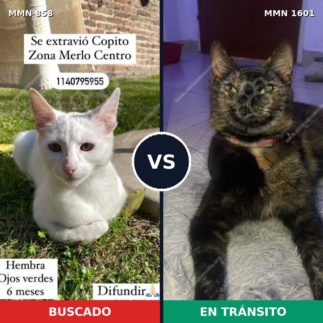 Comparativa MMS 32837: mascota perdida y mascota encontrada, 31% de similitud