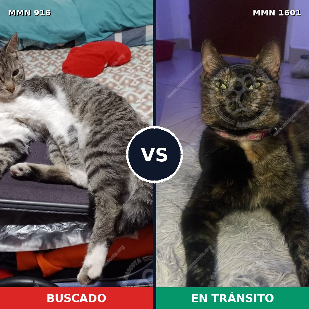 Comparativa MMS 32838: mascota perdida y mascota encontrada, 35% de similitud