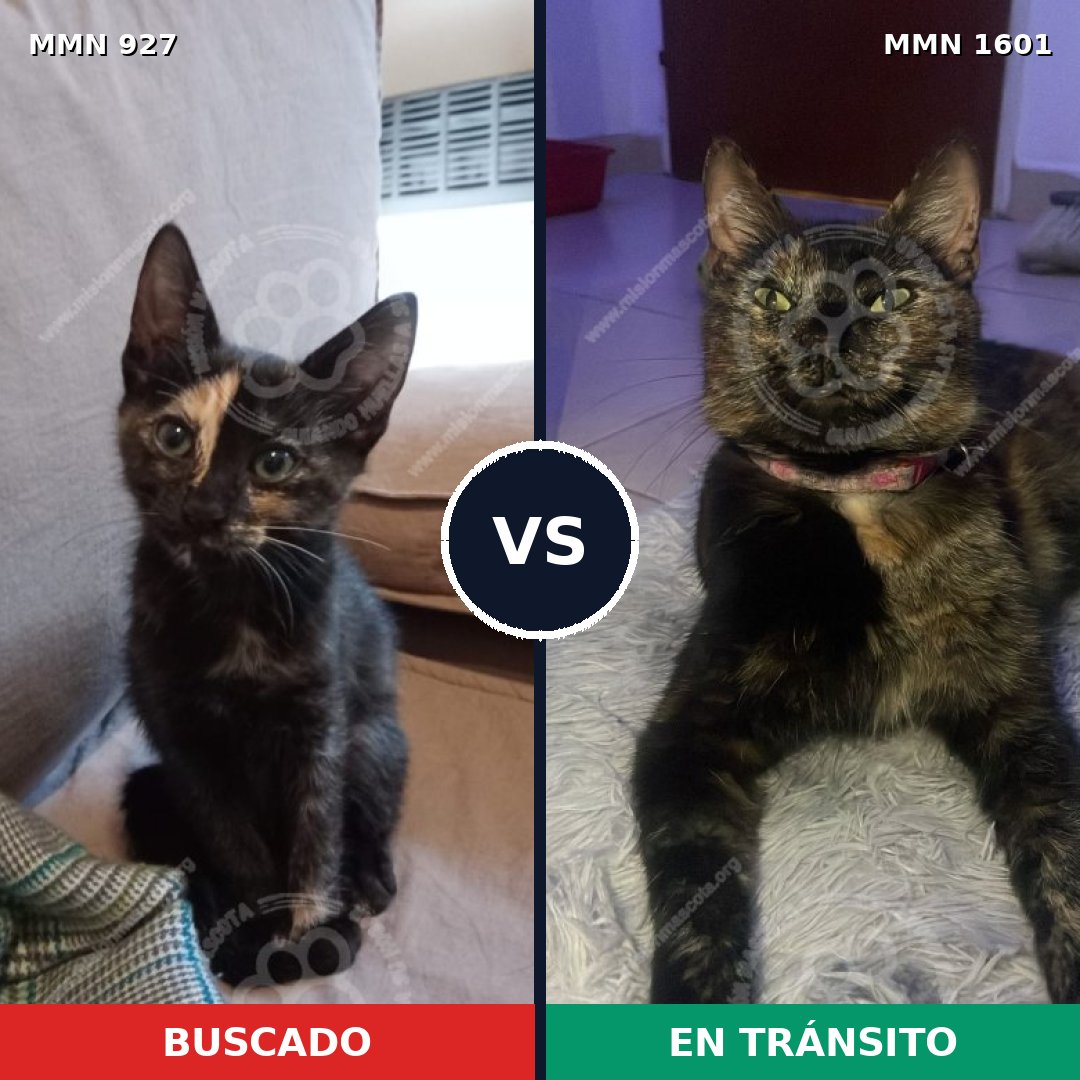 Comparativa MMS 32839: mascota perdida y mascota encontrada, 57% de similitud