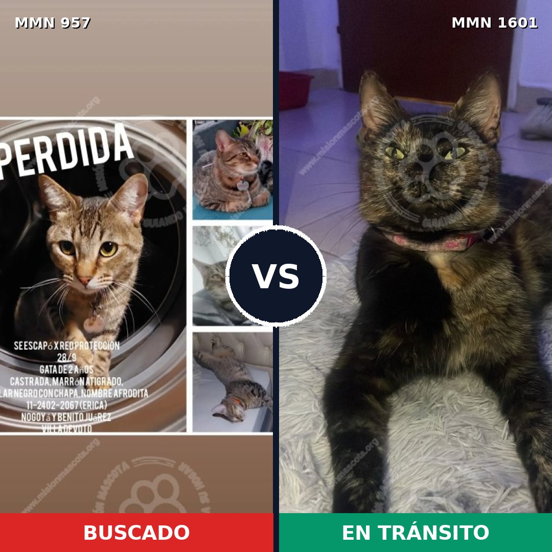 Comparativa MMS 32840: mascota perdida y mascota encontrada, 50% de similitud