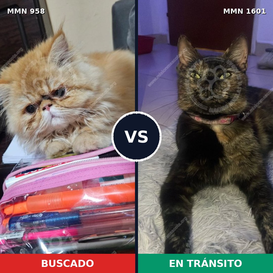 Comparativa MMS 32841: mascota perdida y mascota encontrada, 29% de similitud