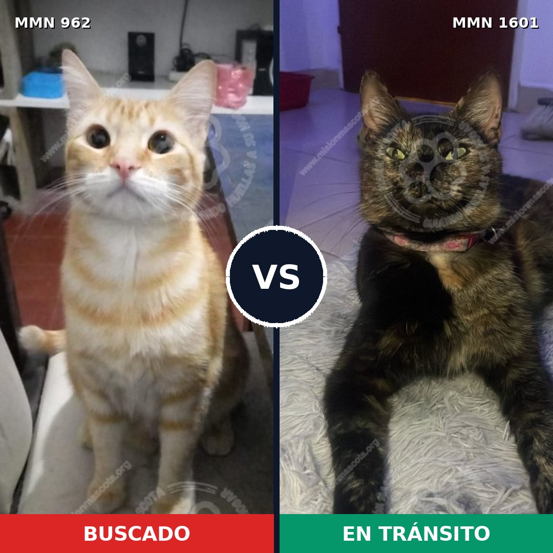 Comparativa MMS 32842: mascota perdida y mascota encontrada, 33% de similitud