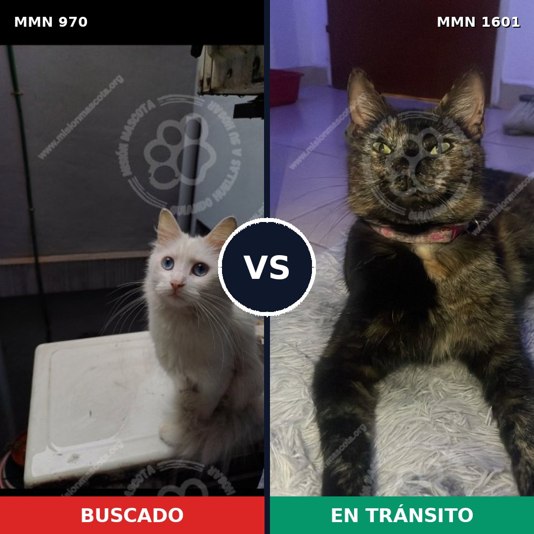 Comparativa MMS 32843: mascota perdida y mascota encontrada, 33% de similitud