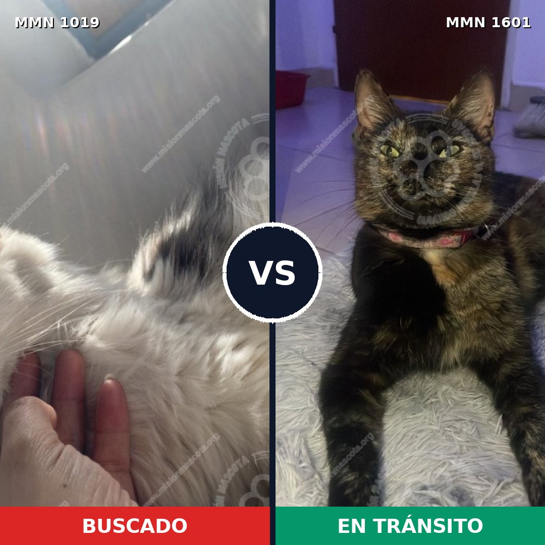 Comparativa MMS 32844: mascota perdida y mascota encontrada, 35% de similitud