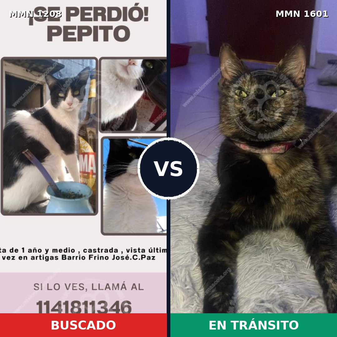Comparativa MMS 32845: mascota perdida y mascota encontrada, 45% de similitud