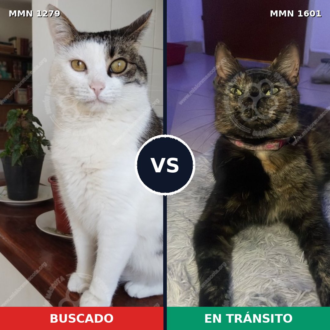Comparativa MMS 32847: mascota perdida y mascota encontrada, 52% de similitud