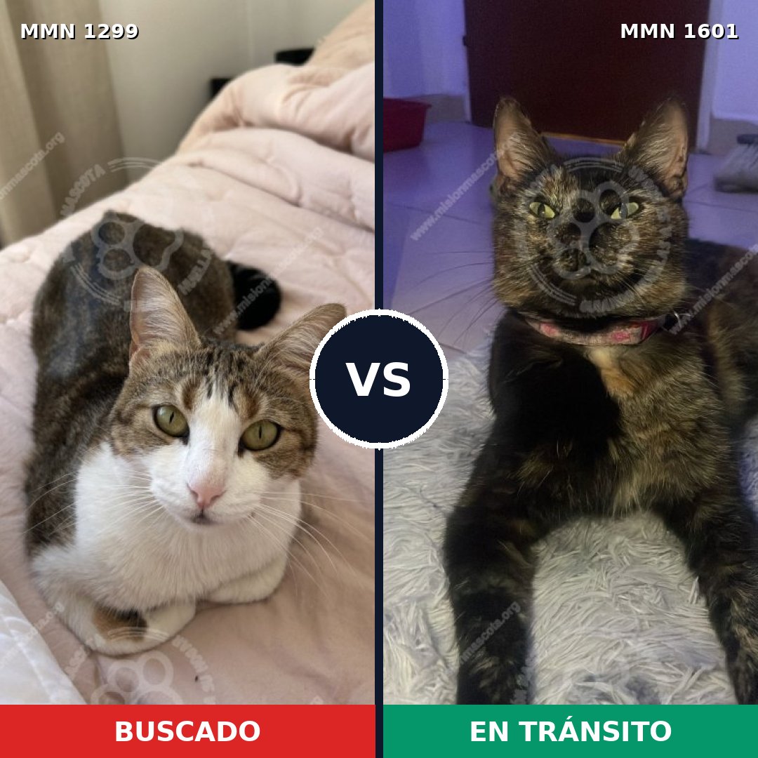 Comparativa MMS 32848: mascota perdida y mascota encontrada, 58% de similitud