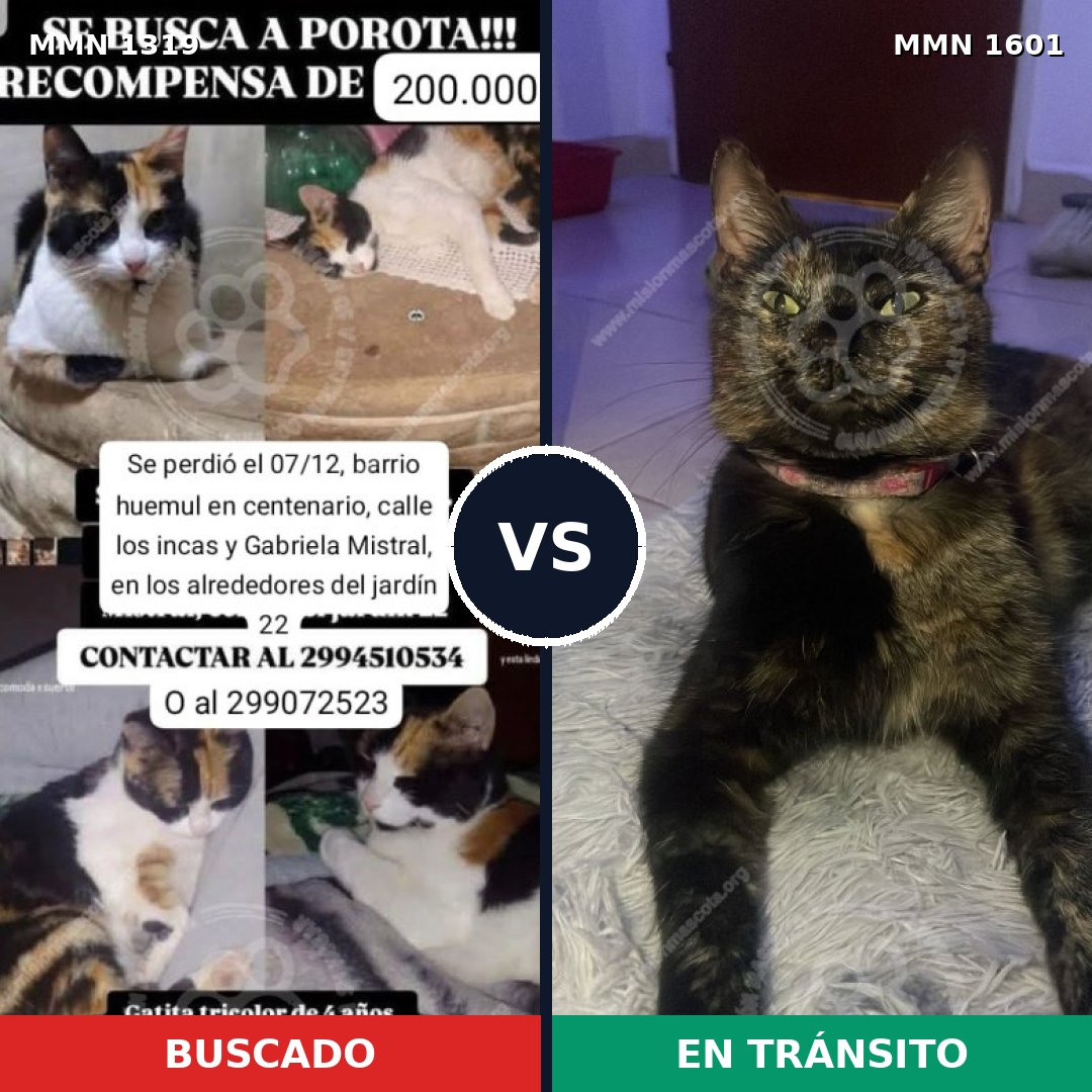 Comparativa MMS 32849: mascota perdida y mascota encontrada, 51% de similitud