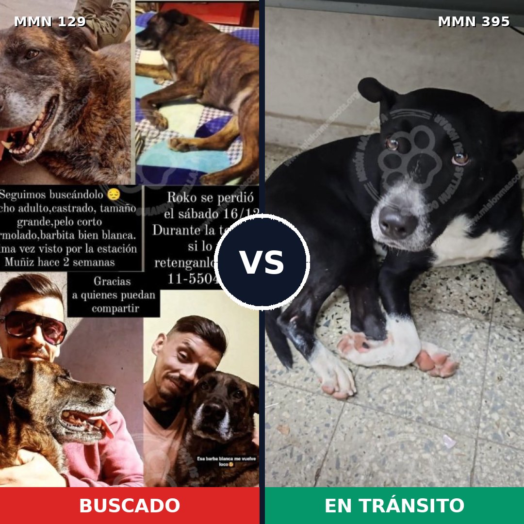 Comparativa MMS 3285: mascota perdida y mascota encontrada, 10% de similitud