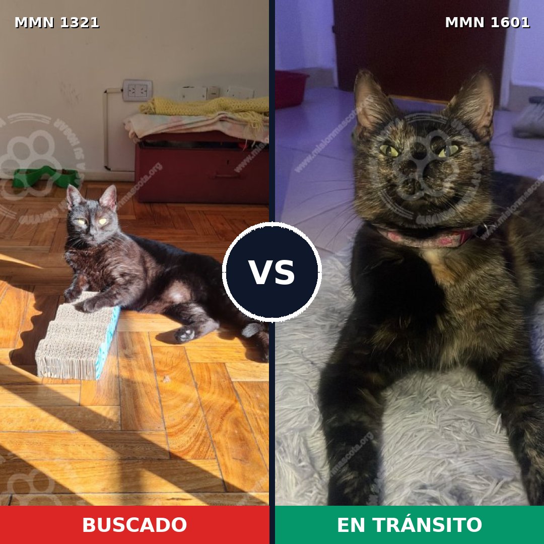 Comparativa MMS 32850: mascota perdida y mascota encontrada, 74% de similitud