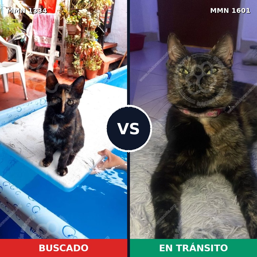Comparativa MMS 32852: mascota perdida y mascota encontrada, 54% de similitud