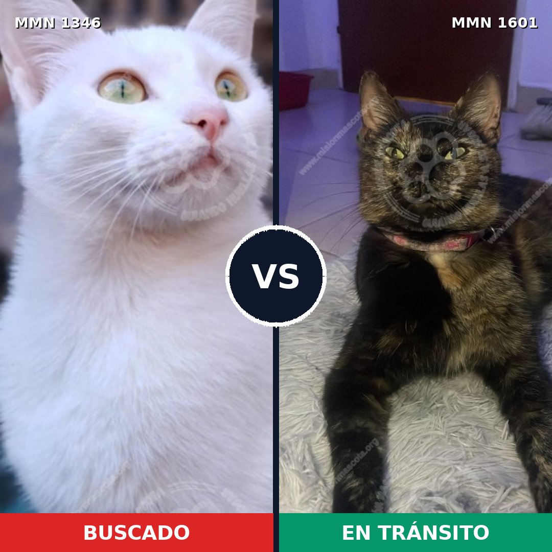 Comparativa MMS 32853: mascota perdida y mascota encontrada, 50% de similitud