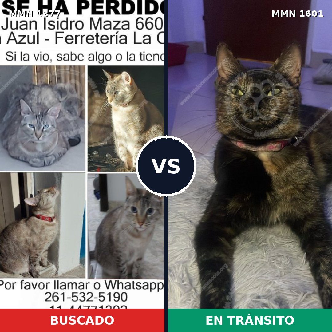 Comparativa MMS 32855: mascota perdida y mascota encontrada, 44% de similitud