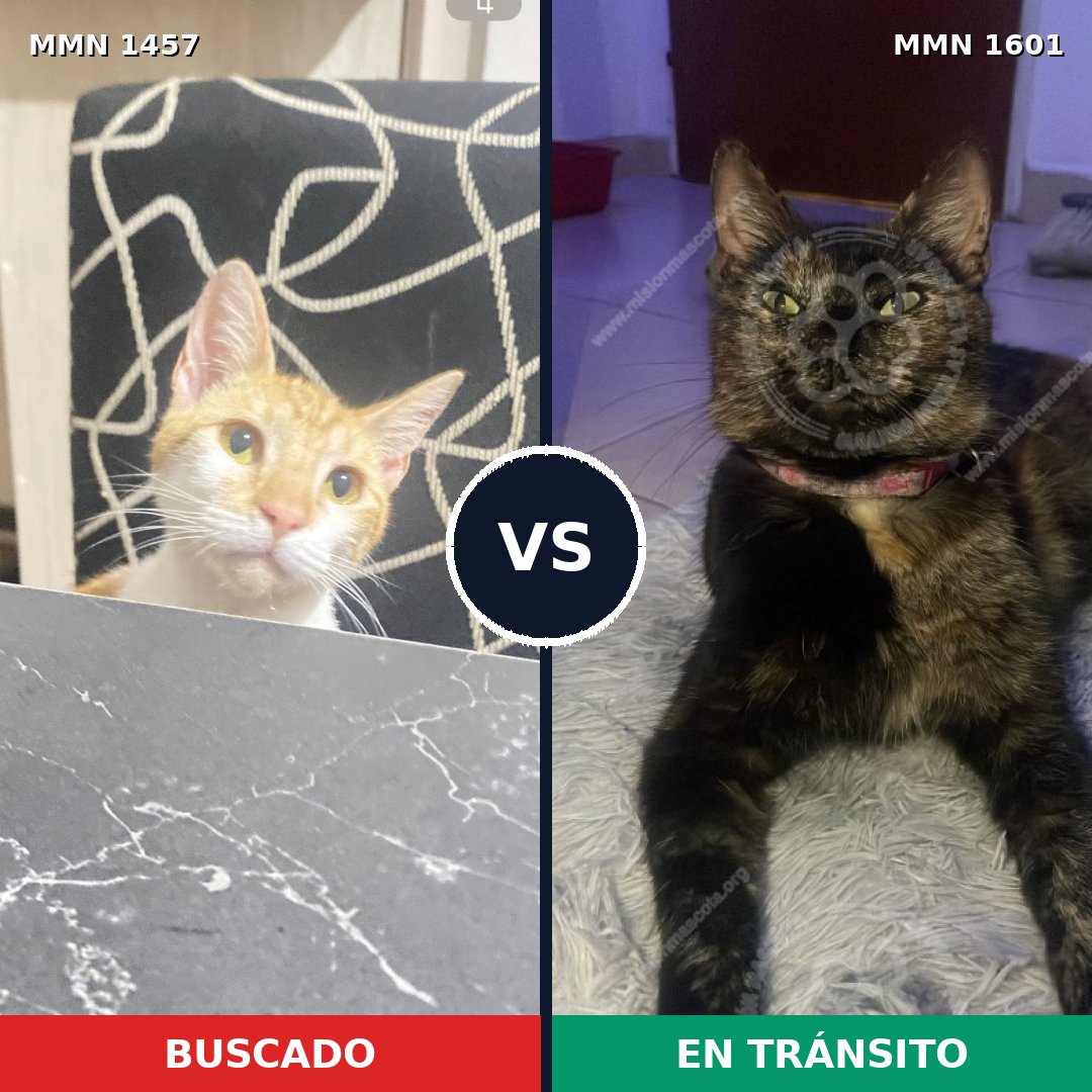 Comparativa MMS 32859: mascota perdida y mascota encontrada, 55% de similitud