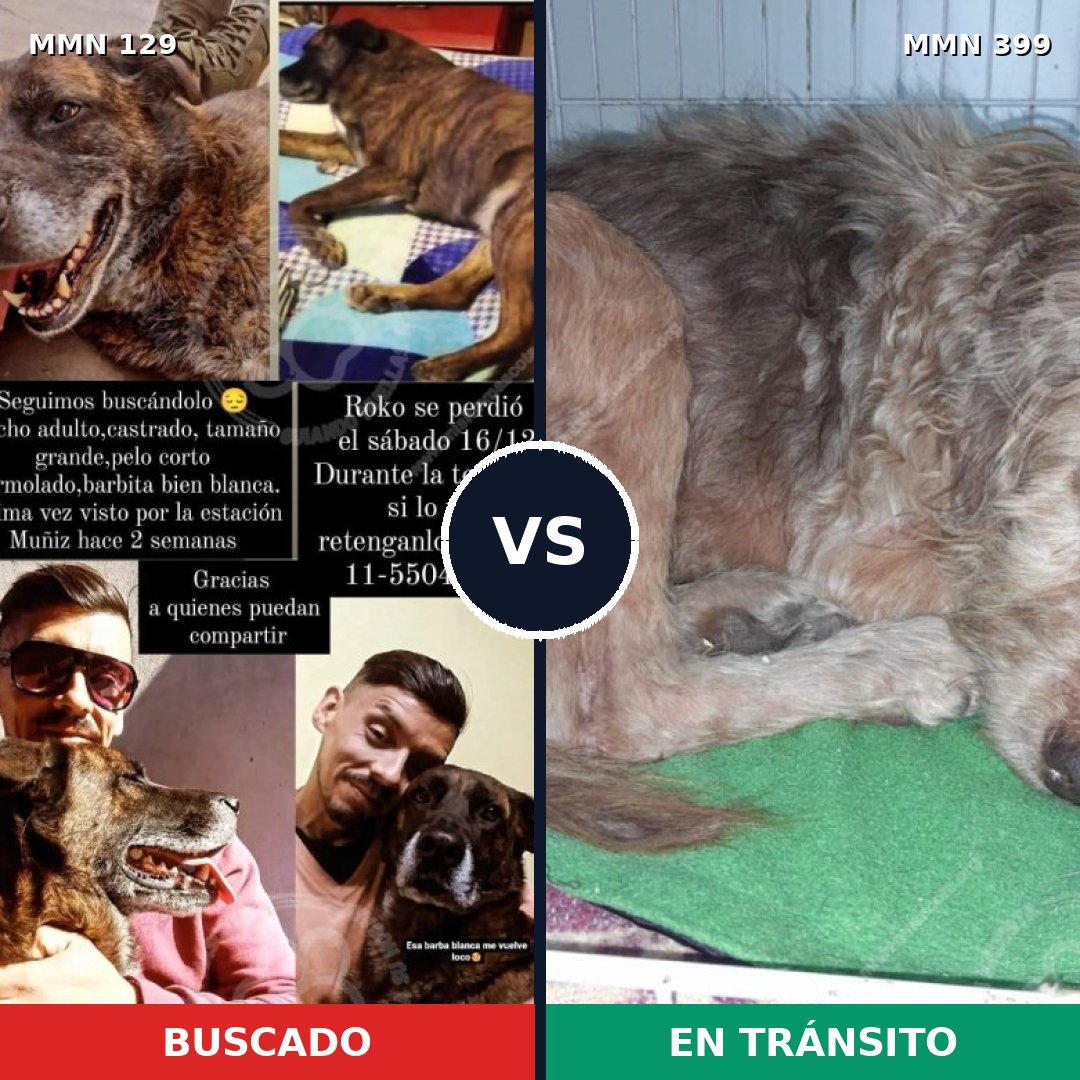 Comparativa MMS 3286: mascota perdida y mascota encontrada, 8% de similitud