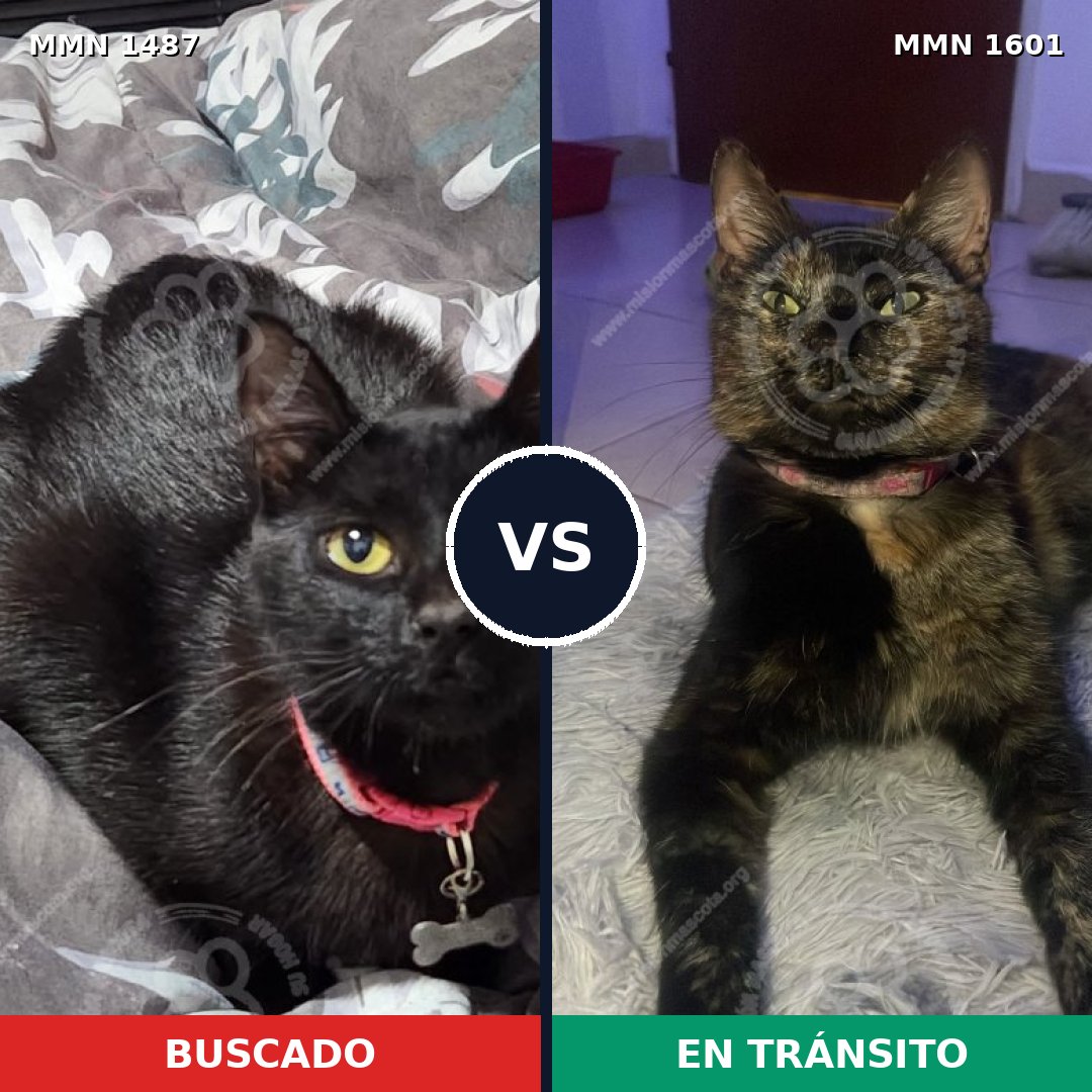Comparativa MMS 32860: mascota perdida y mascota encontrada, 65% de similitud