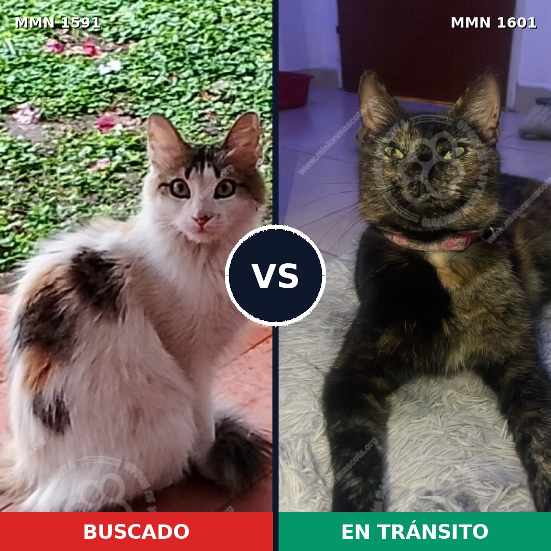 Comparativa MMS 32864: mascota perdida y mascota encontrada, 57% de similitud