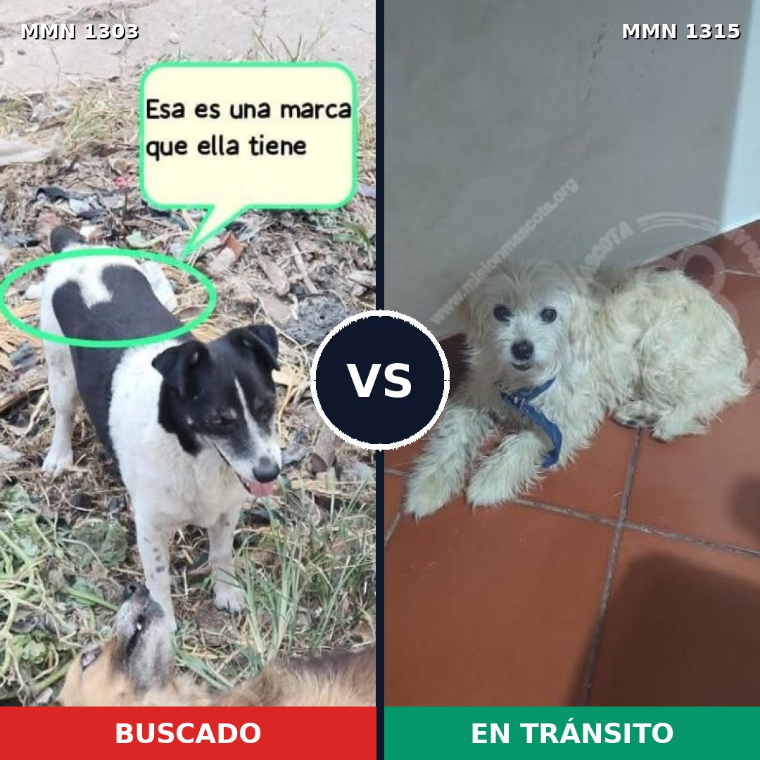 Comparativa MMS 32868: mascota perdida y mascota encontrada, 76% de similitud