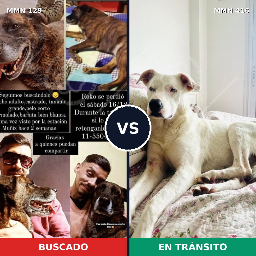 Comparativa MMS 3287: mascota perdida y mascota encontrada, 63% de similitud
