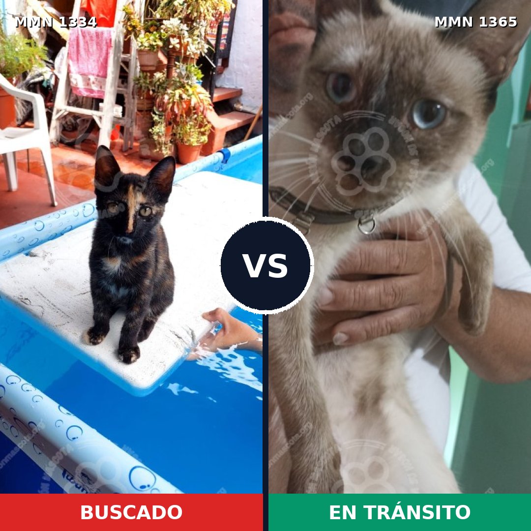 Comparativa MMS 32870: mascota perdida y mascota encontrada, 46% de similitud