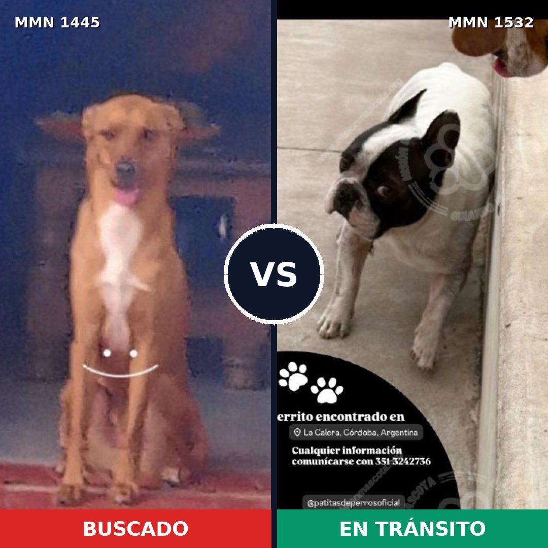 Comparativa MMS 32871: mascota perdida y mascota encontrada, 62% de similitud