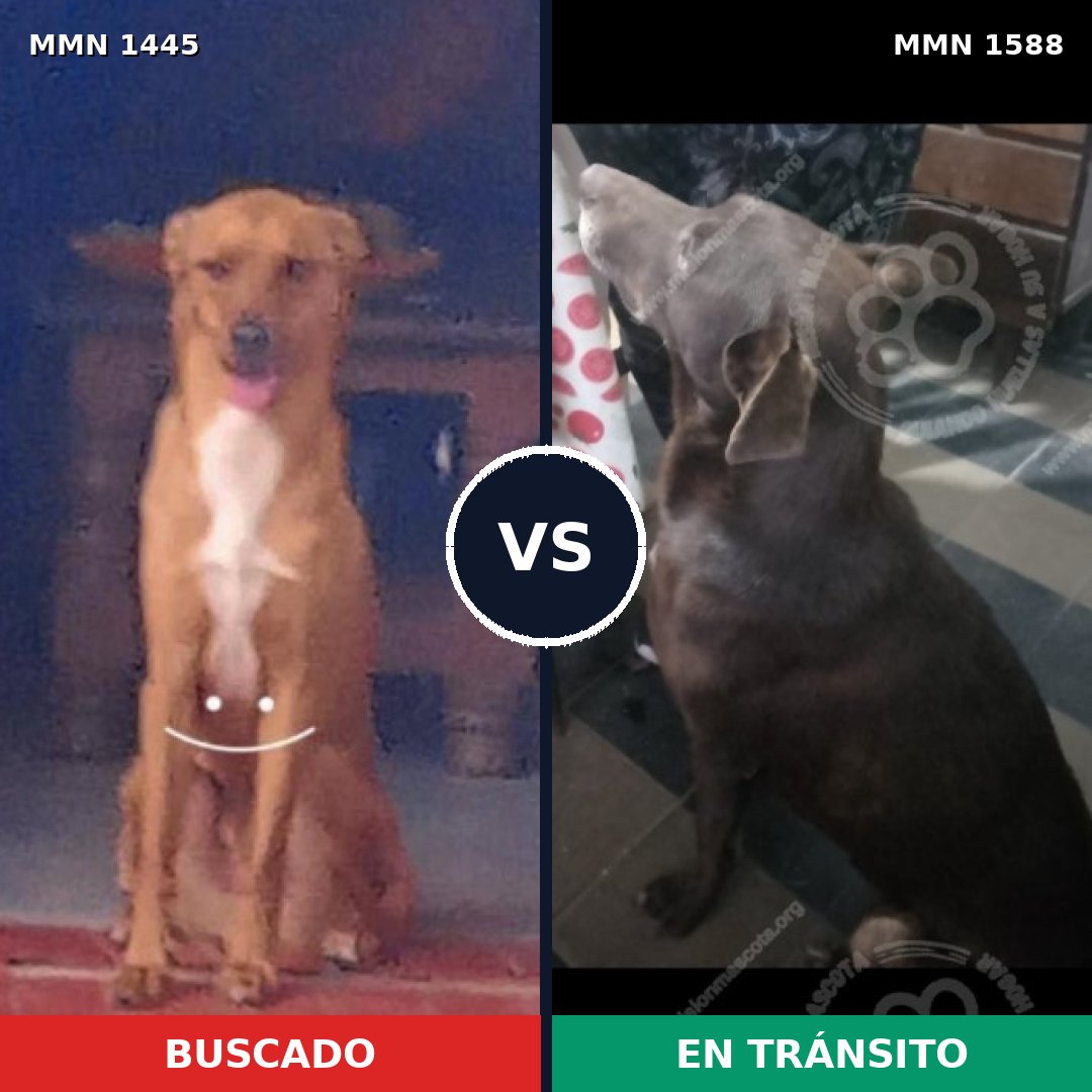 Comparativa MMS 32872: mascota perdida y mascota encontrada, 60% de similitud