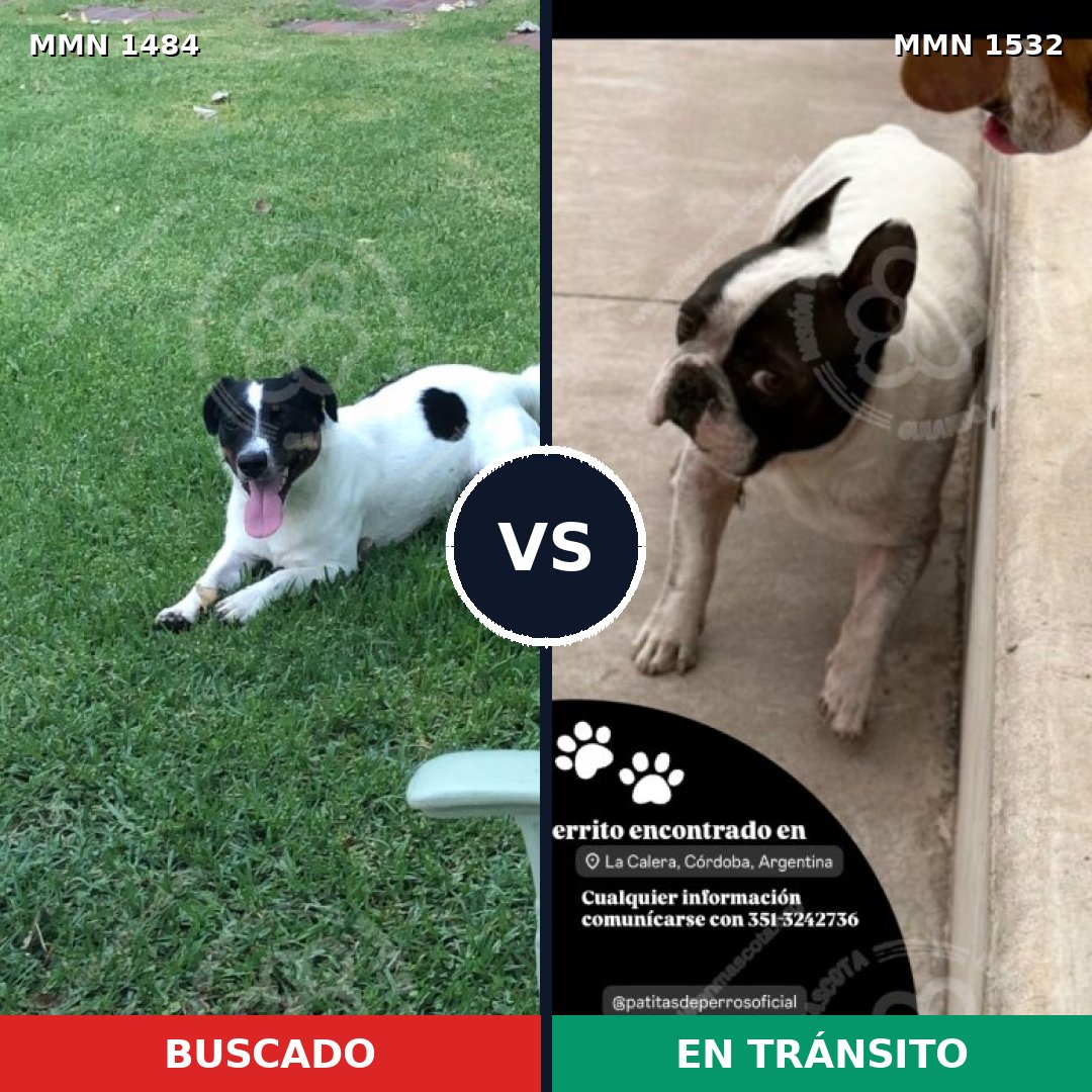 Comparativa MMS 32873: mascota perdida y mascota encontrada, 64% de similitud