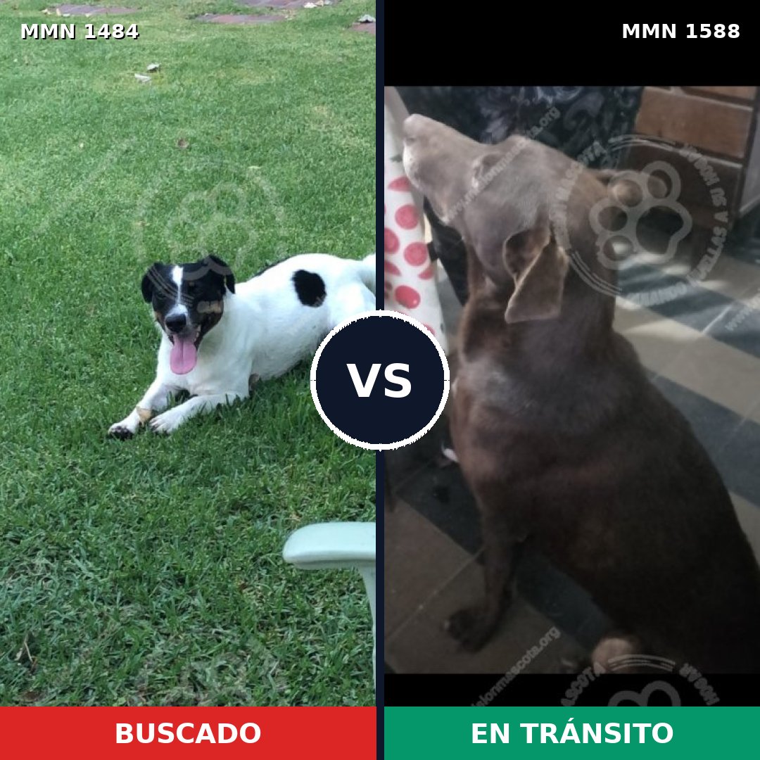 Comparativa MMS 32874: mascota perdida y mascota encontrada, 26% de similitud