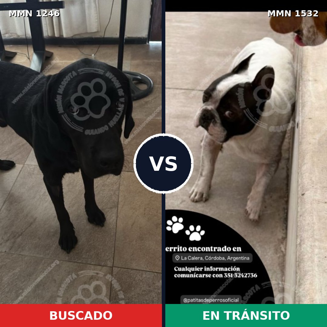 Comparativa MMS 32876: mascota perdida y mascota encontrada, 38% de similitud