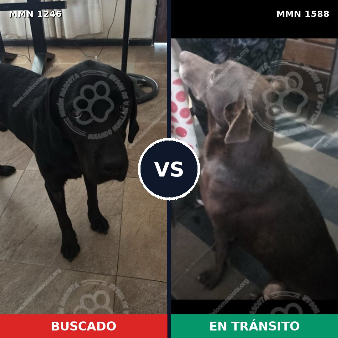 Comparativa MMS 32877: mascota perdida y mascota encontrada, 32% de similitud