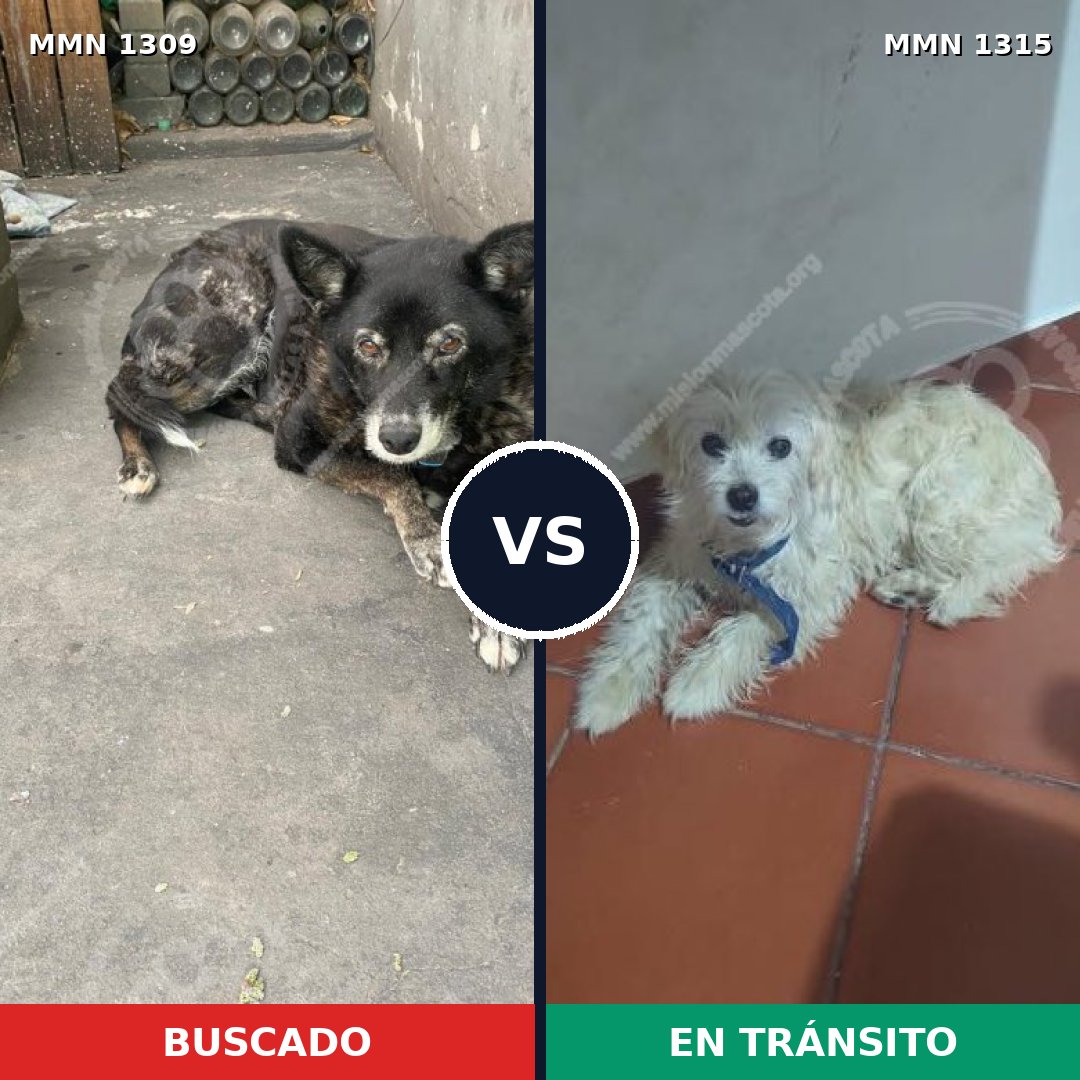Comparativa MMS 32881: mascota perdida y mascota encontrada, 56% de similitud