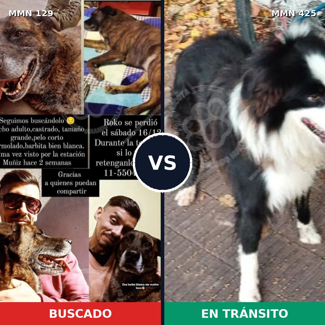 Comparativa MMS 3289: mascota perdida y mascota encontrada, 47% de similitud