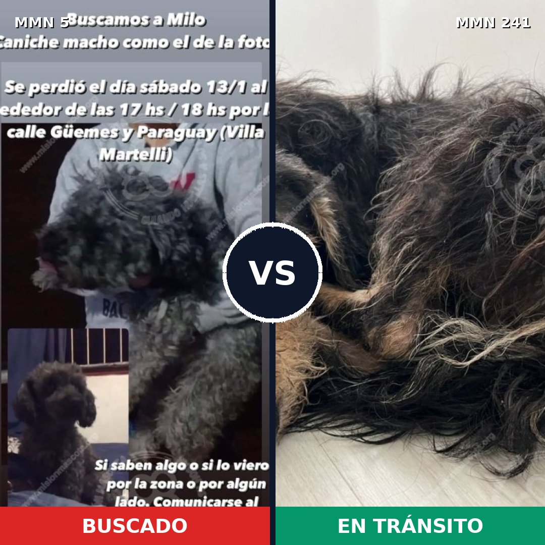 Comparativa MMS 329: mascota perdida y mascota encontrada, 50% de similitud
