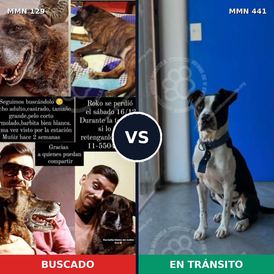 Comparativa MMS 3290: mascota perdida y mascota encontrada, 51% de similitud