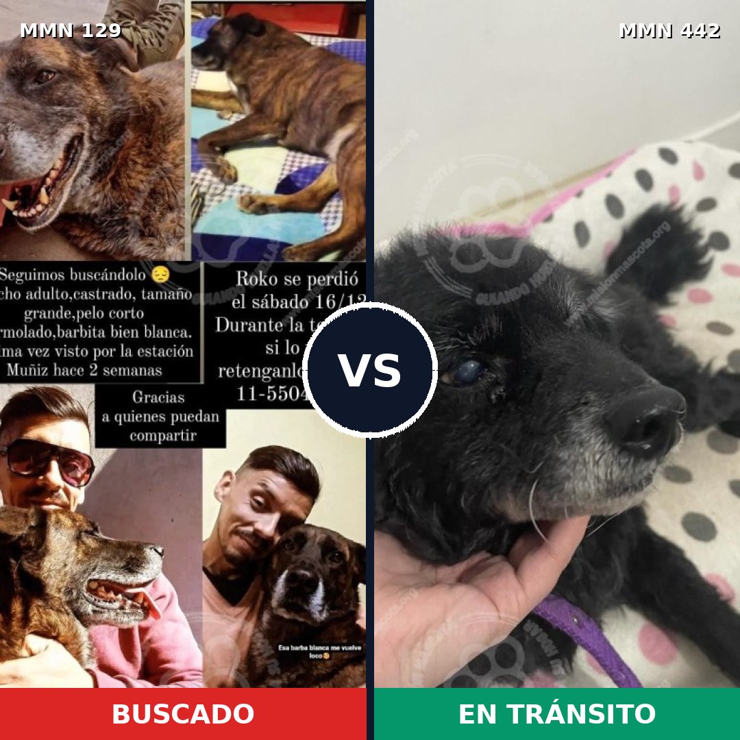 Comparativa MMS 3291: mascota perdida y mascota encontrada, 8% de similitud