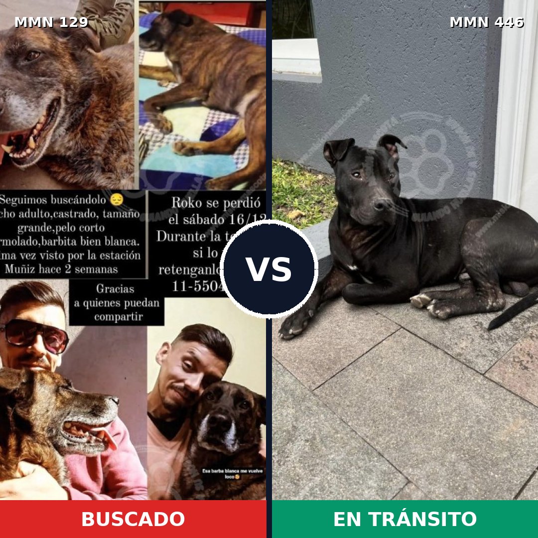 Comparativa MMS 3292: mascota perdida y mascota encontrada, 11% de similitud