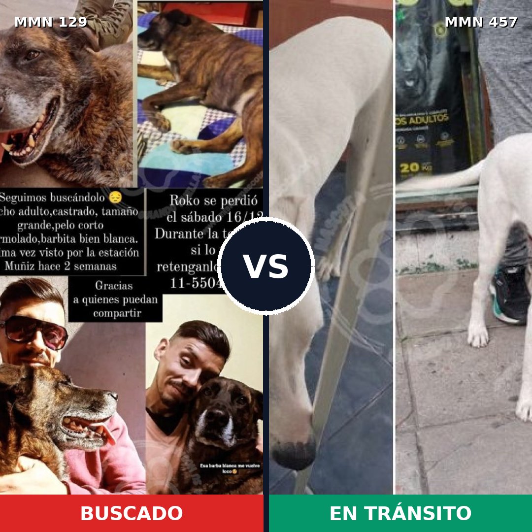 Comparativa MMS 3293: mascota perdida y mascota encontrada, 11% de similitud