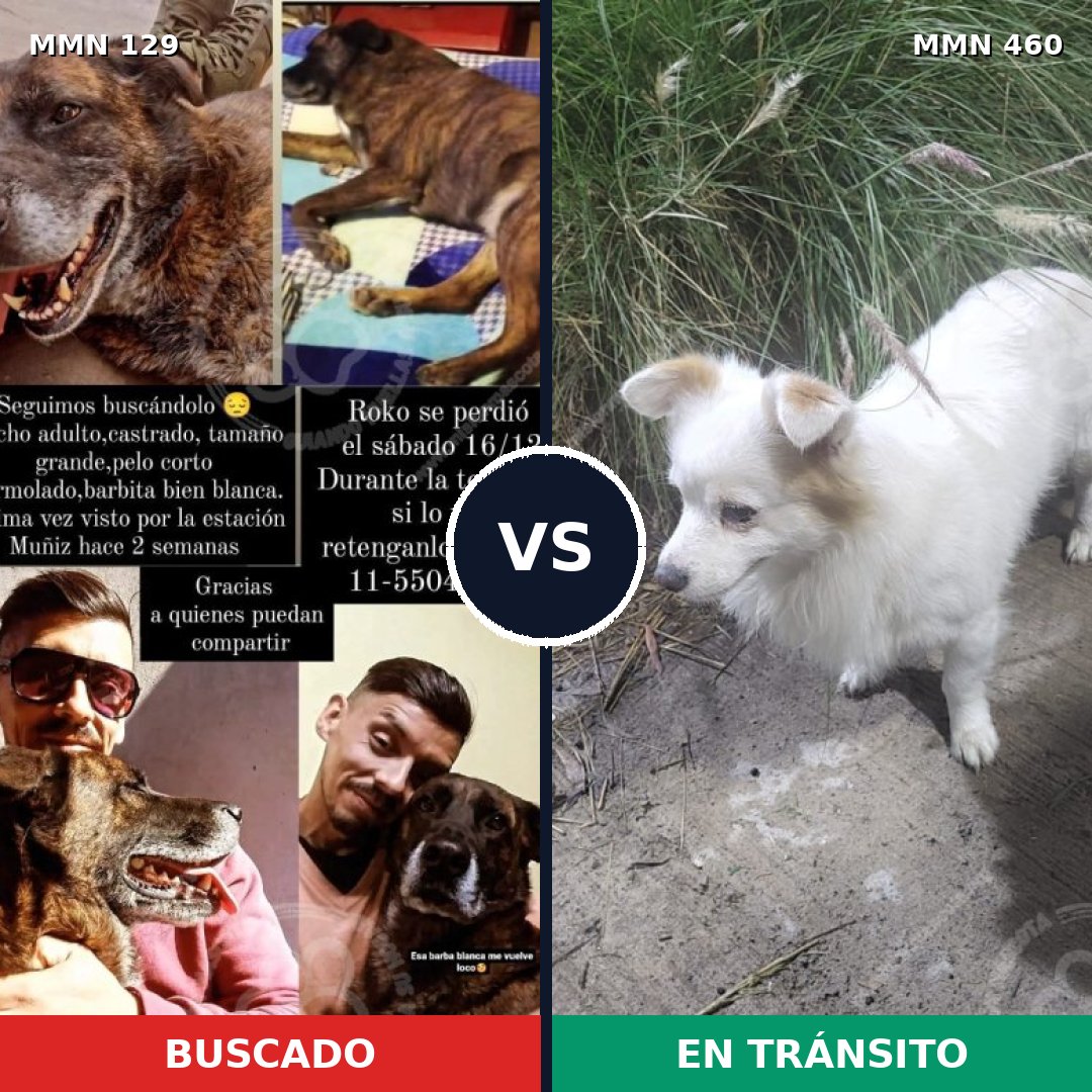 Comparativa MMS 3294: mascota perdida y mascota encontrada, 8% de similitud